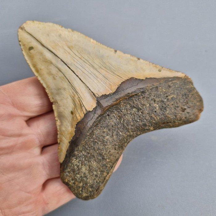 Megalodon Shark - Fossiele tand - megaselachus megalodon -, Verzamelen, Mineralen en Fossielen