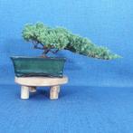Jeneverbes bonsai (Juniperus) - Hoogte (boom): 10 cm -