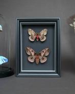 Mot Taxidermie volledige montage - Automeris frankae - 20 cm, Verzamelen, Nieuw
