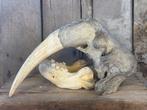 Walrus Schedel - Odobenus rosmarus - 30 cm - 33 cm - 55 cm-, Nieuw