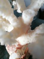 sculptuur, Albero - 14 cm - Stony Coral Branch - CITES, Nieuw