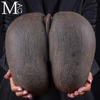 Coco De Mer - Coco de Fesses - De Grootste Zaad ter Wereld -