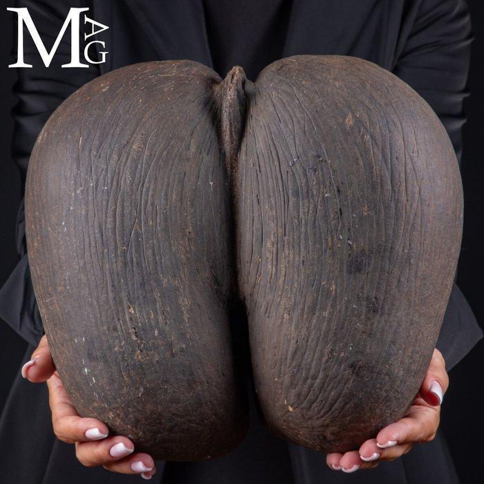 Coco De Mer - Coco de Fesses - De Grootste Zaad ter Wereld -, Antiquités & Art, Curiosités & Brocante