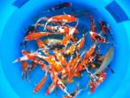 Hiroi 18-20cm  tosai mix (Japanse Koi), Ophalen of Verzenden, Nieuw