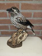 Notenkraker Taxidermie volledige montage - Nucifraga, Verzamelen, Nieuw