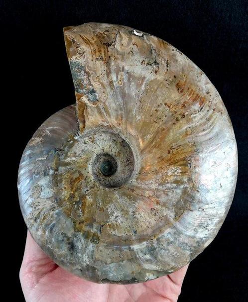Ammoniet - Gefossiliseerd dier - Aioloceras (Cleoniceras), Verzamelen, Mineralen en Fossielen