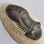Trilobite - Squelette fossile - Paralejurus dormitzieri - 72, Collections