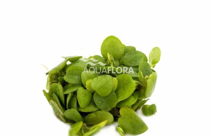 Limnobium laevifolium -  In Vitro, Dieren en Toebehoren, Vissen | Aquaria en Toebehoren, Nieuw, Verzenden