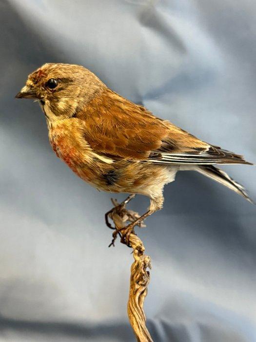 Fanello Taxidermie volledige montage - Linaria cannabina, Verzamelen, Dierenverzamelingen