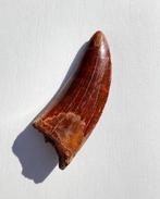 Carcharodontosaurus - Fossiele tand - Beautifully dark Red, Verzamelen