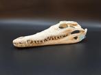 Nijlkrokodil Schedel van een reptiel - Crocodylus niloticus, Antiek en Kunst