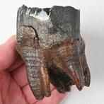 Wolharige neushoorn - Fossiele tand - Coelodonta