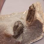 Fossiel - Fossiel skelet - Cornuproetus cornutus - 2 cm