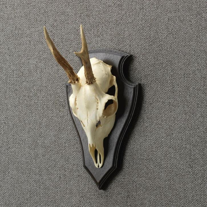 Reebok Schedel Taxidermie Opgezette Dieren By Max, Verzamelen, Dierenverzamelingen, Opgezet dier, Nieuw, Wild dier, Ophalen of Verzenden