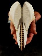 gigante nautiloide XXL Taxidermie volledige montage -, Antiek en Kunst