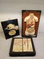 Anatomisch model (3) - Gips, Hout - 1850-1900 - Menselijke