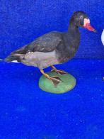 Nette demi deuil - Pigeon paon Support mural pour taxidermie, Nieuw