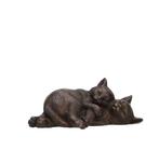 Figurine - Sleeping cats - Bronze