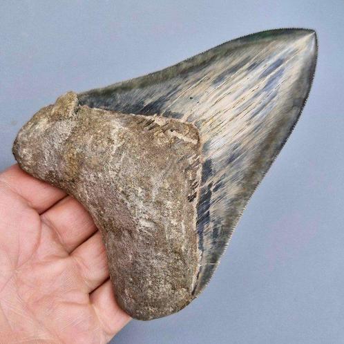 Big ultra serrated quality Megalodon Shark - Fossiele tand -, Verzamelen, Mineralen en Fossielen
