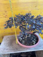 bonsai loropetalo - Hauteur (arbre) : 20 cm - Profondeur, Antiek en Kunst, Curiosa en Brocante
