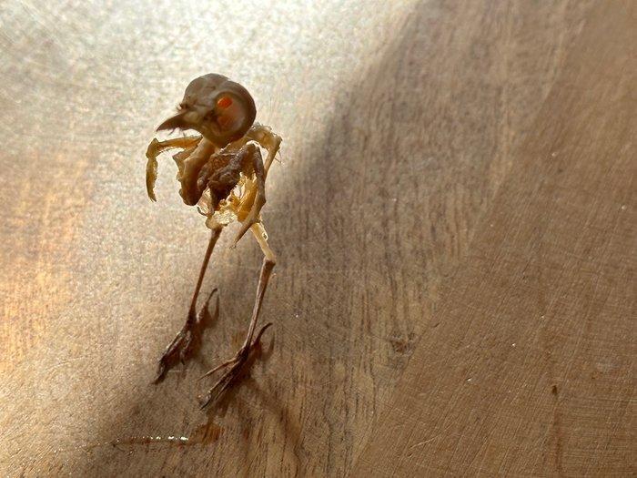 Vogel Taxidermie volledige montage - Orthotomus ruficeps - 7, Verzamelen, Dierenverzamelingen