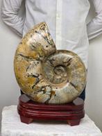 Ammoniet - Gefossiliseerd dier - Huge Ammonite Fossil, Collections