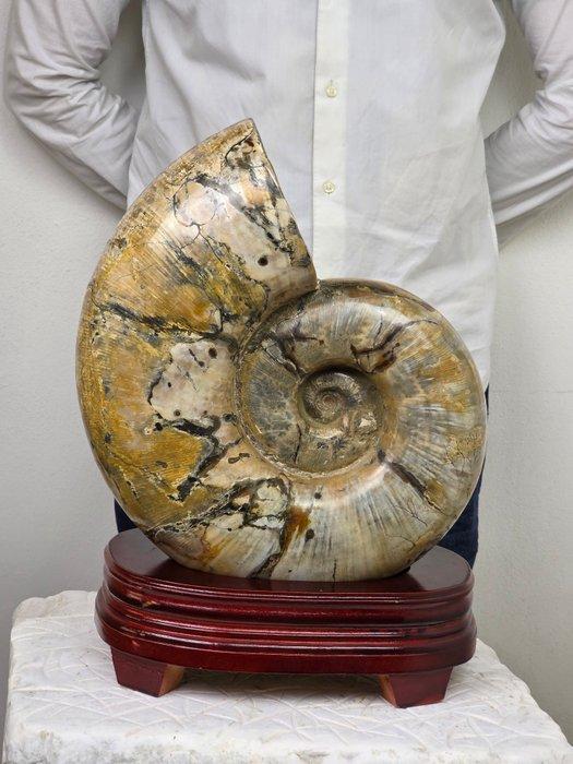Ammoniet - Gefossiliseerd dier - Huge Ammonite Fossil, Collections, Minéraux & Fossiles
