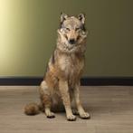 Common Wolf - adult female - Taxidermie volledige montage -, Collections