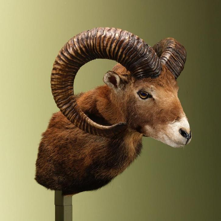 Moeflon Taxidermie Opgezette Dieren By Max, Verzamelen, Dierenverzamelingen, Opgezet dier, Nieuw, Wild dier, Ophalen of Verzenden