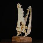 Siamese krokodillenschedel op houten standaard - Schedel van