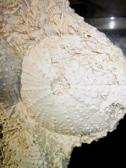 Zee-egel - Gefossiliseerde schelp - tripneuste parkinsoni -, Verzamelen, Mineralen en Fossielen
