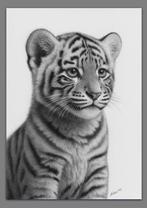Schu - White tiger cub