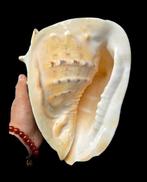 Monster Cassis cornatus ( male and female ) the biggest 27