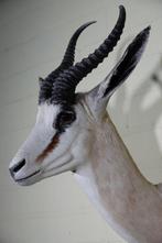 South African Springbok Taxidermie wandmontage - Antidorcas, Verzamelen, Dierenverzamelingen, Nieuw