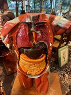 Anatomisch model - Hars - 1950-1960 - anatomisch model uit