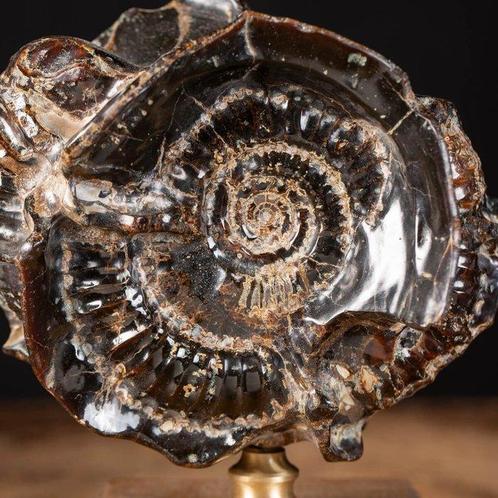 Exclusieve fusie van fossiel en mineraal - ammoniet op, Verzamelen, Mineralen en Fossielen