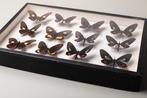 Parides-vlindervereniging - Entomologie - Taxidermie, Verzamelen, Nieuw