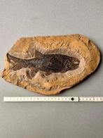 Grand poisson à écailles émaillées dans une géode - Matrice, Collections