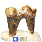 Gem Grade Ice Age Cave Bear (Ursus spelaeus) onderkaakmolaar