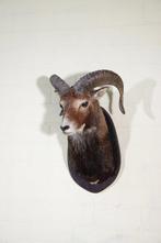 Grande monture de tête de mouflon Support mural pour, Collections, Collections Animaux
