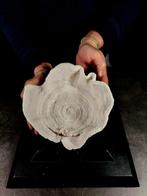 Fascinerende koraal kom Taxidermie volledige montage -