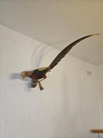 Fazant Taxidermie volledige montage - Chrysolophus pictus -, Verzamelen, Nieuw
