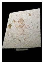 Kikker - Fossiele matrix - Genibatrachus baoshanensis - 40, Verzamelen