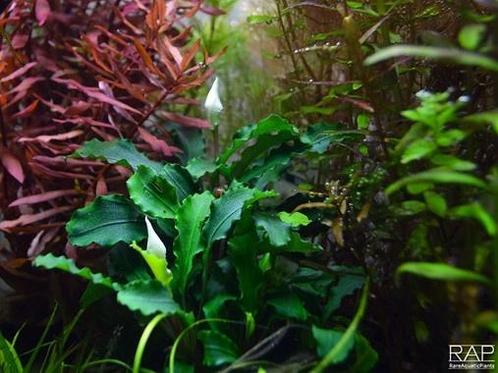 Bucephalandra Wavy Green pot, Animaux & Accessoires, Poissons | Aquariums & Accessoires, Envoi