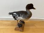 Eend Taxidermie volledige montage - Bucephala clangula - 24, Nieuw