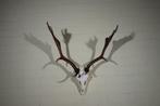 Fallow Buck Trophy Schedel - Dama dama - 0 cm - 0 cm - 0 cm-, Verzamelen, Nieuw