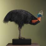 Oranjehalskasuaris Taxidermie Opgezette Dieren By Max, Ophalen of Verzenden, Nieuw, Vogel, Opgezet dier