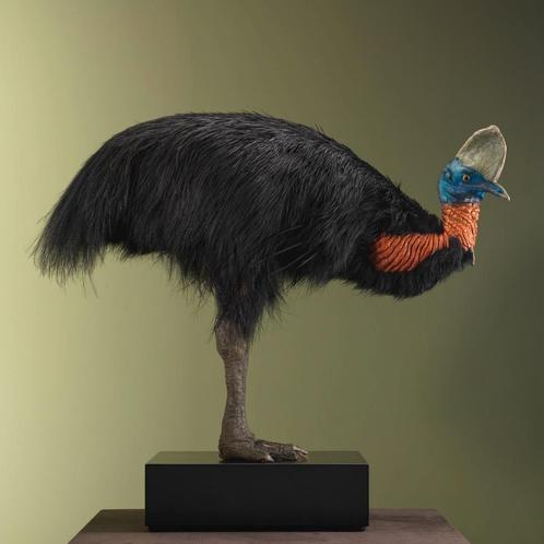 Oranjehalskasuaris Taxidermie Opgezette Dieren By Max, Verzamelen, Dierenverzamelingen, Opgezet dier, Nieuw, Vogel, Ophalen of Verzenden