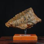 Fossiele molaar van Mammuthus primigenius – Noordzee –, Verzamelen, Mineralen en Fossielen