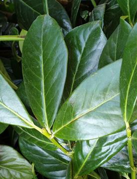 Laurier Novita | Prunus laurocerasus Novita kopen